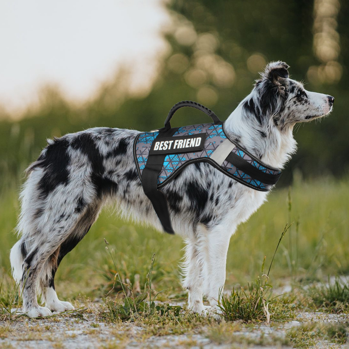 Custom Dog ID Tags For Harness - Sewing Label recension och pris